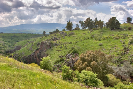  A blossoming meadow about stream Gelabun on Golan heightsの写真素材