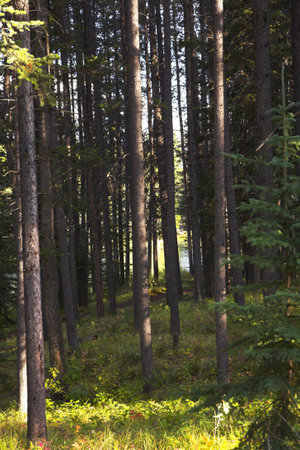 A grove shined by the sun, growing at northern lake in Canada