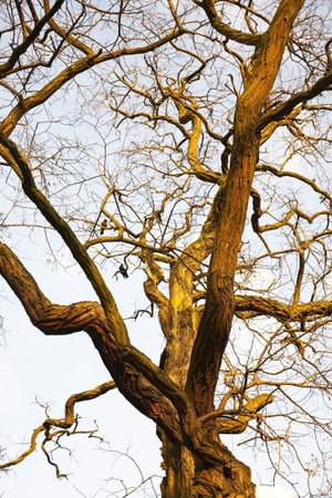  The big spring tree shined by the sun, on a background of the sky and clouds