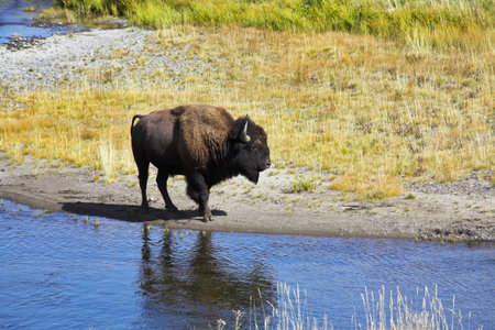 Bison on a watering place in well-known Yellowstone national park in USAの写真素材