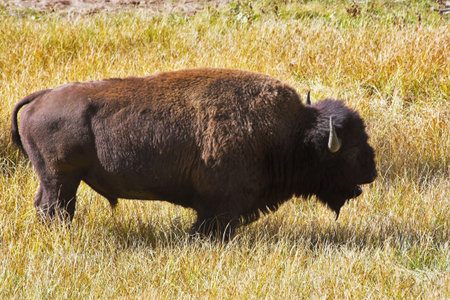 The huge bison-male is grazed in the well-known Yellowstone national park