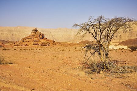 Desert, stones and the trees blossoming in droughty placesの写真素材