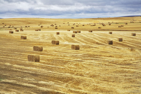 Huge field and stacks in state of Montana after a harvest. More magnificent pictures from the...