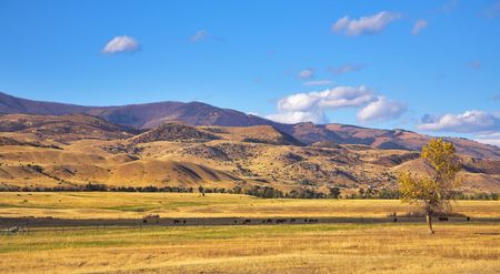  Meadow in a valley of the river Missouri and grazed black cows  の写真素材