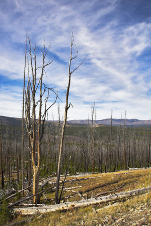 The rests of the lost forest and stubs on slopes of gorge in clear day. More magnificent pictures from the American and Canadian National parks you can look hundreds in my portfolio. Welcome!の写真素材