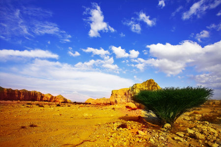 Stone desert and the tree blossoming in droughty areasの写真素材