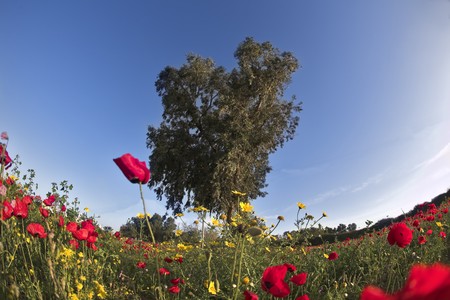 Short spring in desert. A magnificent flower carpet in desert in the early spring.の写真素材