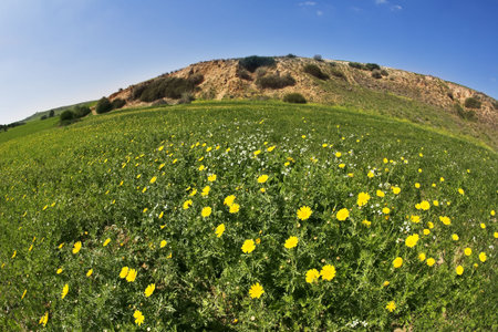 Charming fine field flowers in Israelの写真素材