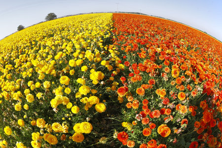Magnificent field of yellow and red buttercups on a sunset, photographed by an objective " the Fish eye "の写真素材