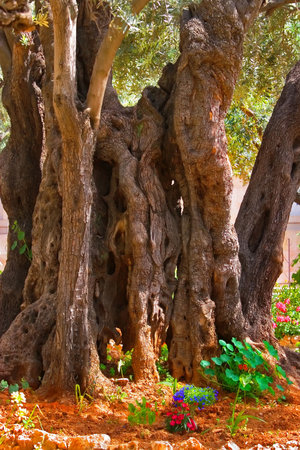  The ancient tree split by a lightning,  in Gethsemane Garden  in Jerusalemの写真素材