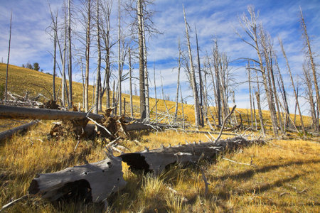 The rests of the lost forest and stubs on slopes of gorge in clear day. More magnificent pictures from the American and Canadian National parks you can look hundreds in my portfolio. Welcome!の写真素材