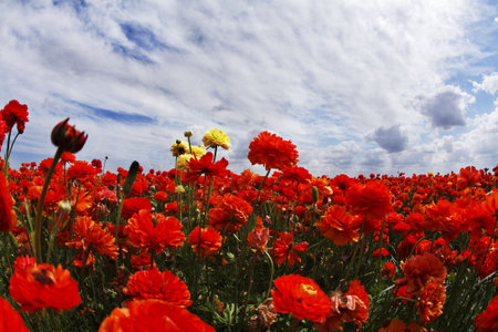 Blossoming field of bright red buttercups on sunriseの写真素材
