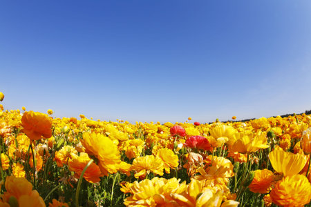 Magnificent field of orange buttercups on a sunset, photographed by an objective  the Fish eye 