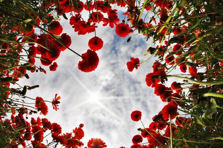 Blossoming field of bright red buttercups on the sunrise, photographed by an objective " the Fish eye "の写真素材