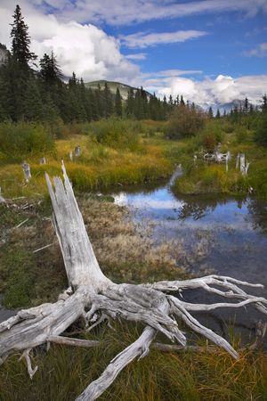 Bog in cold northern mountains and snags on coastの写真素材