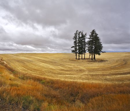 Some trees in fields after a harvestの写真素材