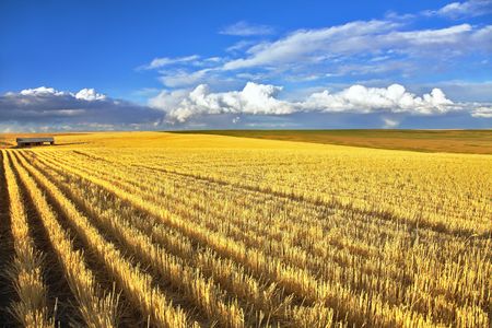 Wheaten fields of Montana after harvesting の写真素材