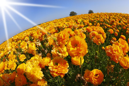Bright spring flower fields. Orange buttercups