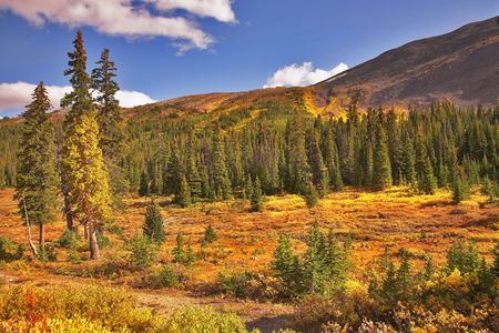 Northern country blossoming by bright autumn paintsの写真素材