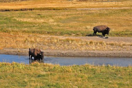 Bisons go on a watering place in Yellowstone national parkの写真素材