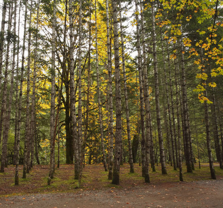 Cold morning in an autumn wood. Yellow leaves on the ground