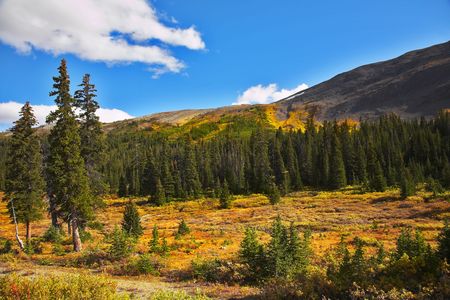 Multi-coloured northern mountain grasses and bushesの写真素材