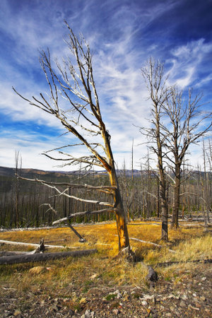 The rests of the lost wood on slopes of gorge in clear day. More magnificent pictures from the American and Canadian National parks you can look hundreds in my portfolio. Welcome!の写真素材