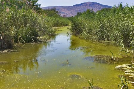 Stagnant water covered by ooze and mountains in the distanceの写真素材