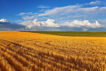 Solar autumn midday on fields of Montanaの写真素材