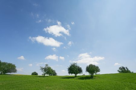 Desert in blossom-time. Short spring on hills of coast of Mediterranean sea - grass, camomiles and treesの写真素材