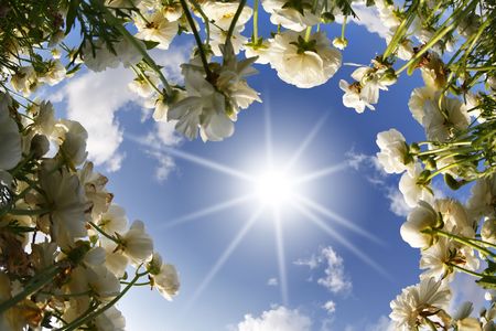 Cloudy spring morning on picturesque flower field の写真素材