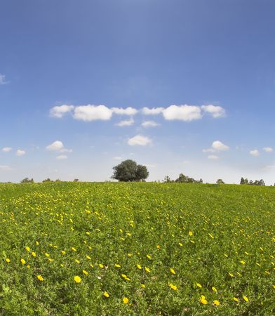Midday on blossoming hills of hot coast of Mediterranean sea - a grass, camomiles and treesの写真素材