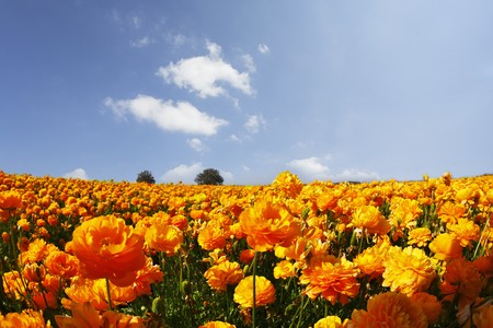 Magnificent field of orange buttercups on a sunsetの写真素材
