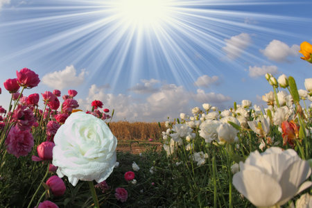 Drawn shining sun with sharp beams illuminates a large flower fieldの写真素材