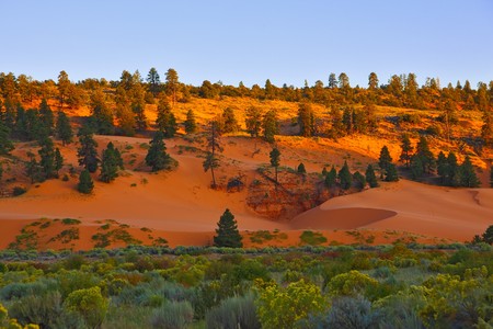 State Park Coral Pink Dunes at sunset. の写真素材