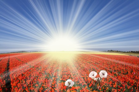 The sharp spring sun shines red and orange buttercups. The photo was taken Fisheye lensの写真素材