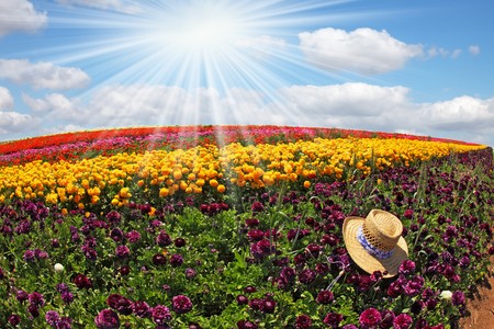 Picturesque fields of blooming lilac, pink, orange and yellow buttercups, seeded strips.  At a strip of purple flowers left straw hatの写真素材