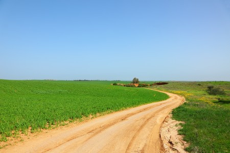 Early spring in fields in southern Israel. Rural road between green fieldsの写真素材