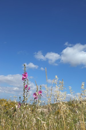 Spring in the desert. Latest gentle pink flowers and dried grassの写真素材
