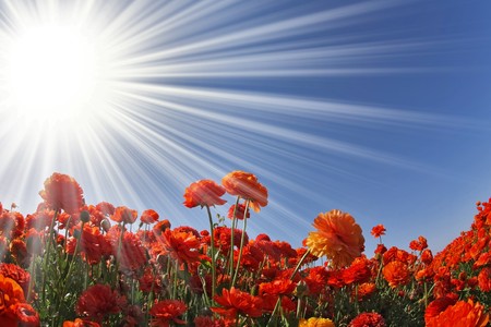 Spring flowering lovely red and orange buttercups. The photo was taken Fisheye lensの写真素材