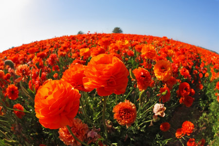 Picturesque field of the blossoming red-orange buttercups, photographed a lens  Fish eye