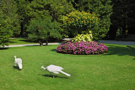 Two white peacocks. This luxury park on an island in Lake Maggiore in northern Italyの写真素材