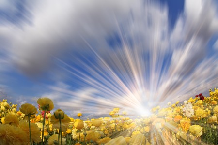 The sparkling sun shines a field with blossoming yellow spring buttercups. The photo is made by a lens "Fish eye"の写真素材