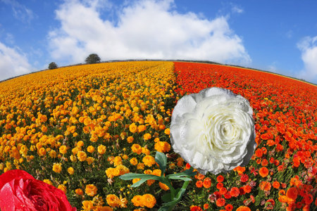 Sparkling dew on snow-white petals of a flower. A field of blossoming yellow and orange buttercups