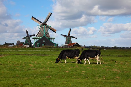 Windmills  and cows in museum village in Holland. Good autumn dayの写真素材