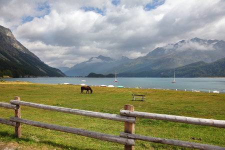 Rural fence along the lake shore. Sleek thoroughbred bay horse grazing near the moored yachts The...