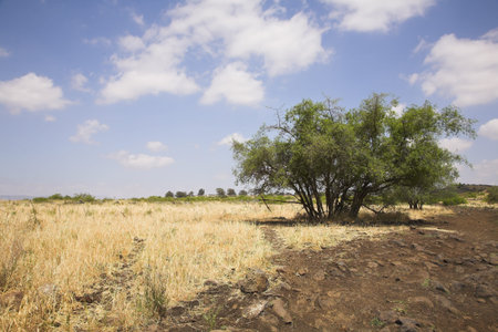 Fields with a yellow dry grass and a tree on a background of the pale cloudy sky の写真素材