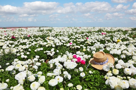 Elegant straw hat left in a field of bright pink and white flowersの写真素材