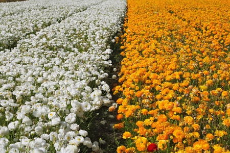 Huge field of multi-coloured  buttercupsの写真素材