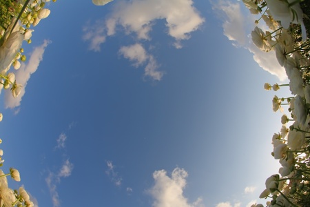 The field of blossoming white buttercups photographed by an objective の写真素材